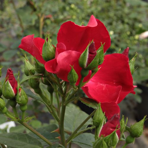 Rosa Máramaros - roșu - Trandafir copac cu trunchi înalt - cu flori simpli - coroană tufiș